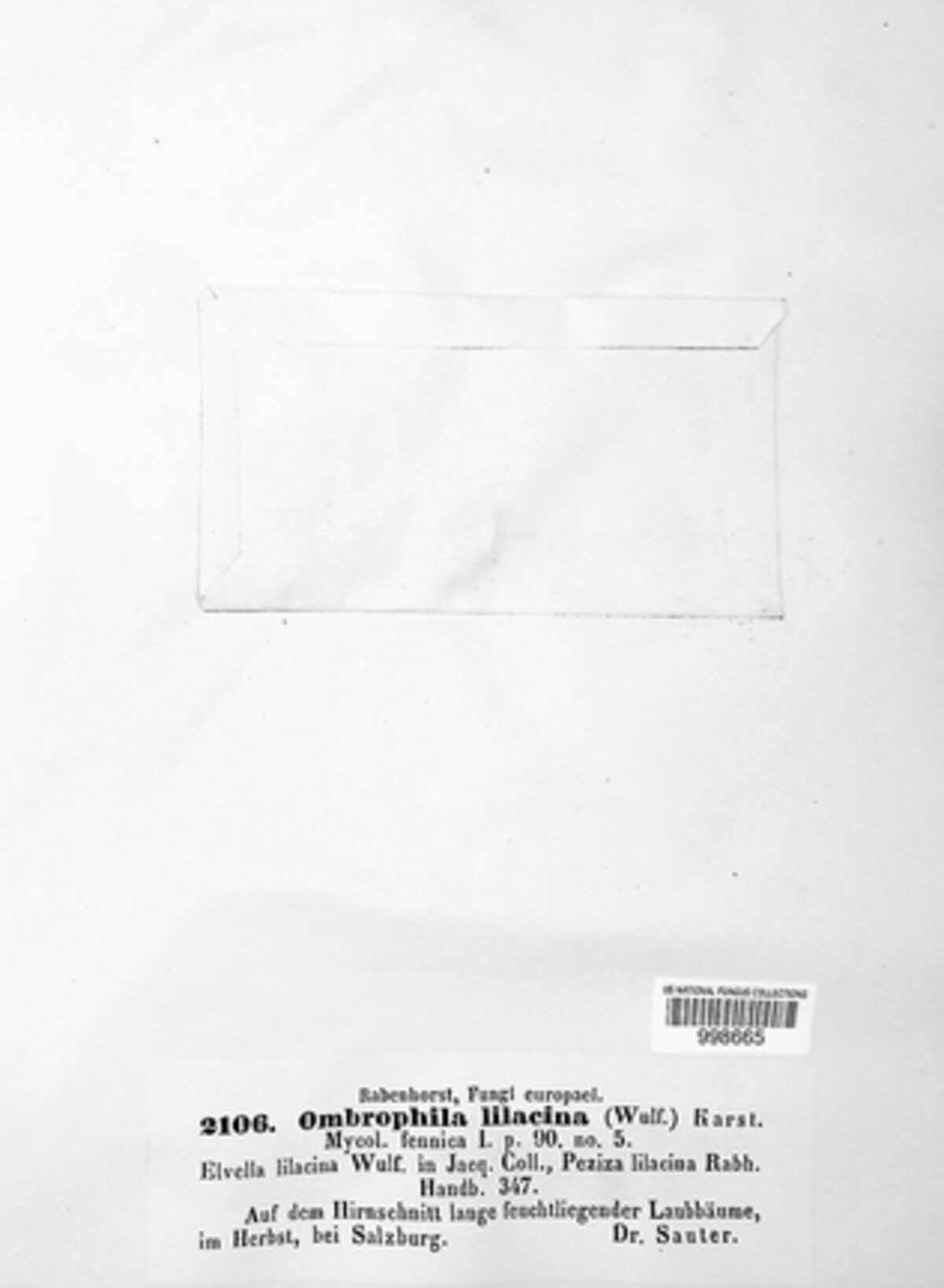 Ascocoryne lilacina image